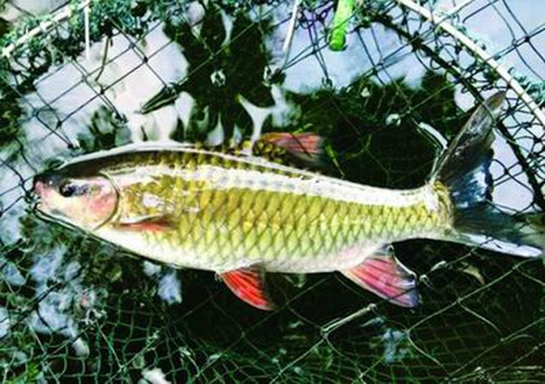 'Cá vua' đắt hàng, đem lại nguồn thu ổn định của cho người dân Tây Bắc